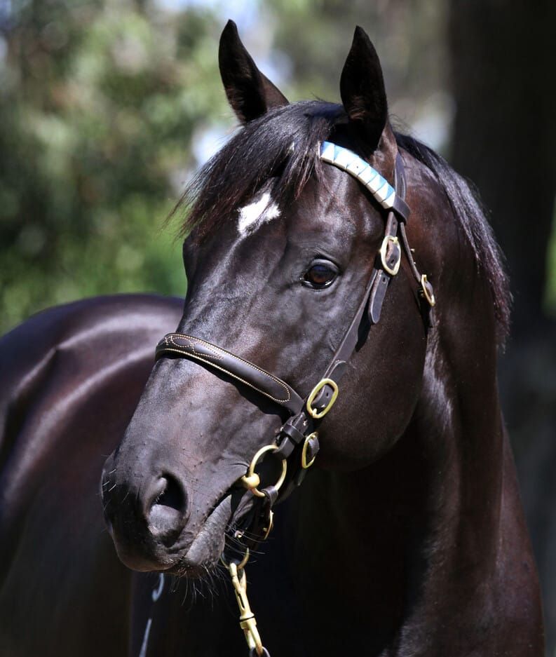 Regally bred filly gifted to CatWalk Trust