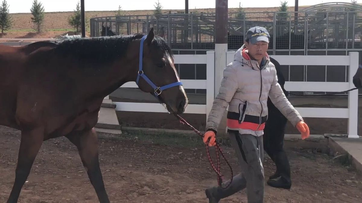 Thornton playing key role in Chinese racing future