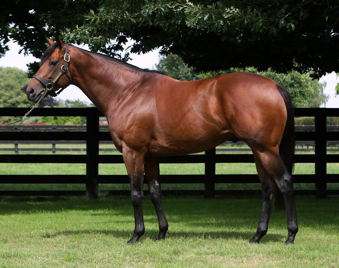 Another stakes winner for Charm Spirit