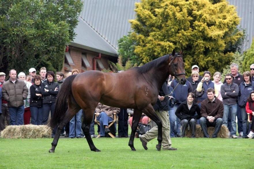 Waikato Stallion Parade