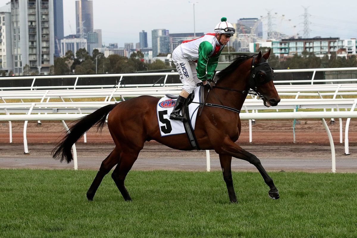 NEW SEASON SIRES