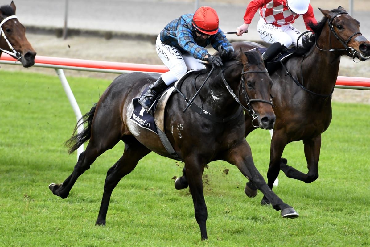 Harlech too good at Matamata