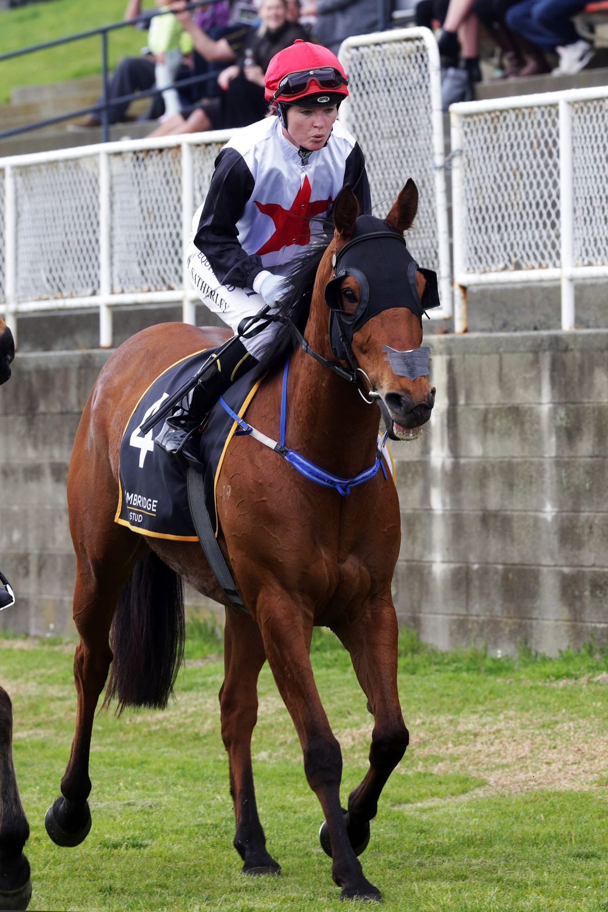 Lucyinrio springs minor upset at Ruakaka