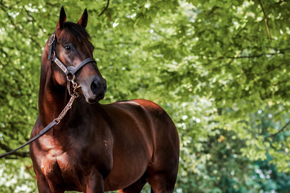 Stallion Service Sweepstake prize announced