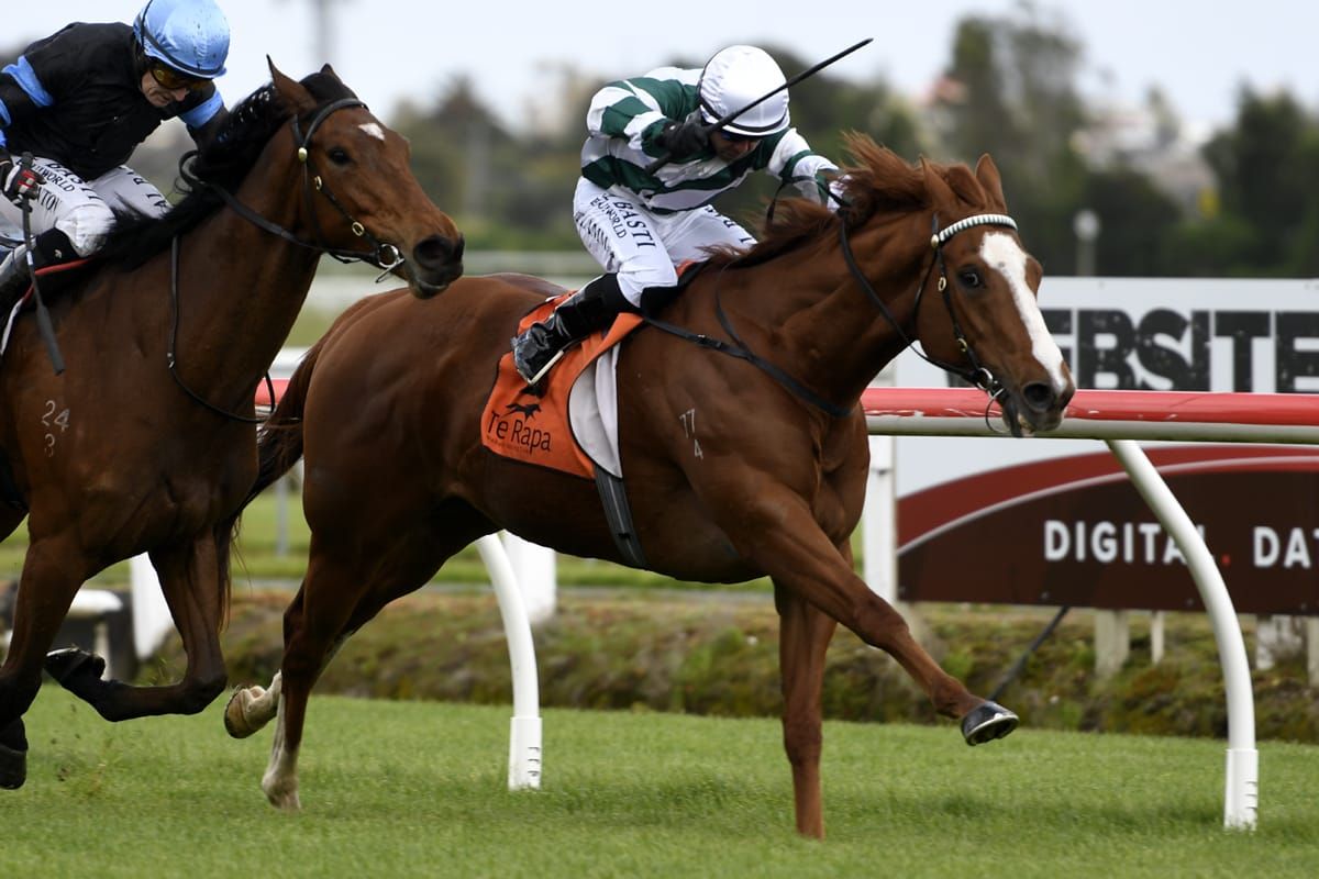 New Zealand Cup contender for Old