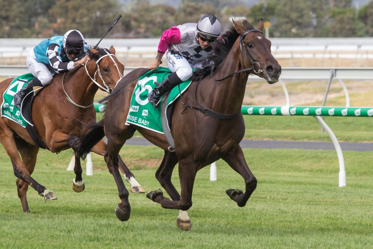 Bargain buy begins Melbourne Cup charge