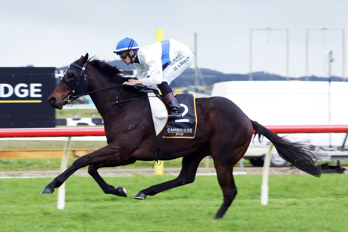 Catalyst all the rage in Hawke’s Bay Guineas