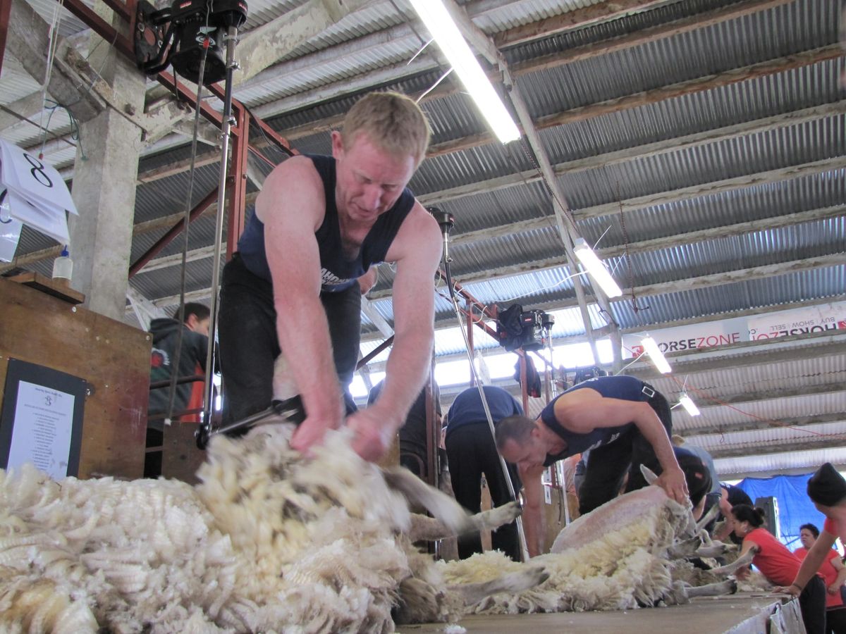 Forde, shearing and cheering his way to the Caulfield Cup