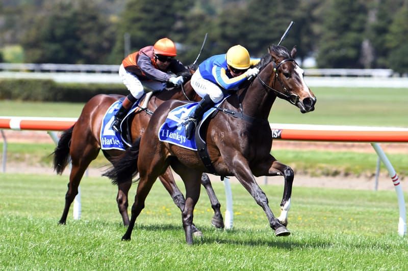 Northern filly plays winning tune at Trentham
