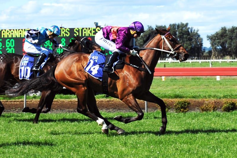 Dual stakes chances for Latta