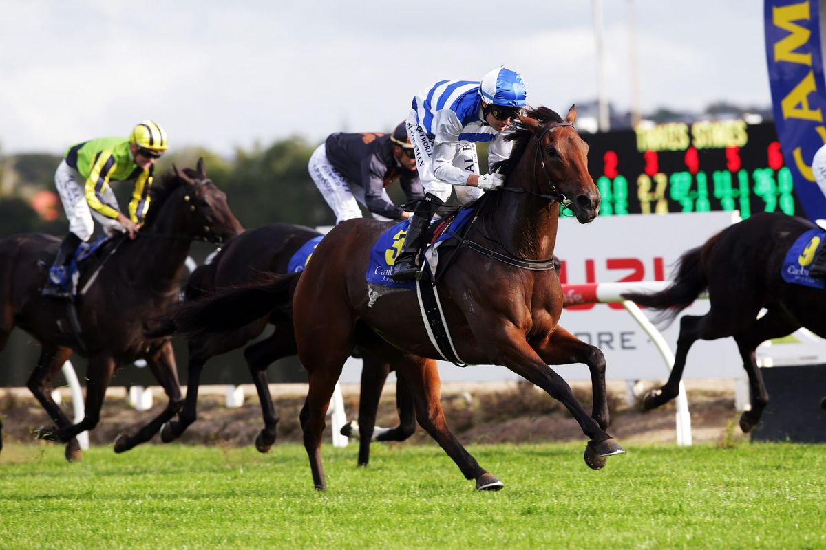 Blueblood primed for Windsor Park Plate