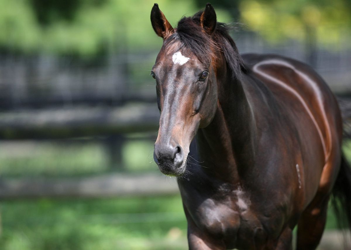 Tavistock withdrawn from 2019 service