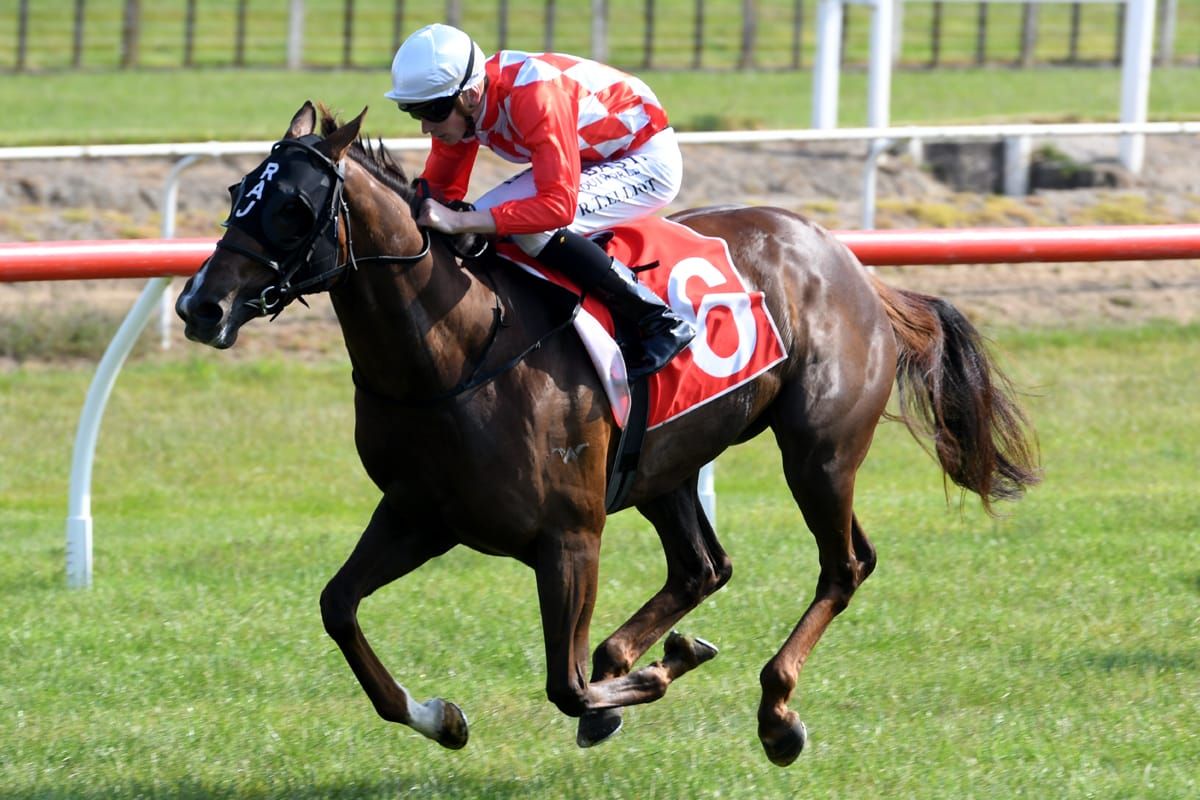 Amal Rose blooms at Tauranga