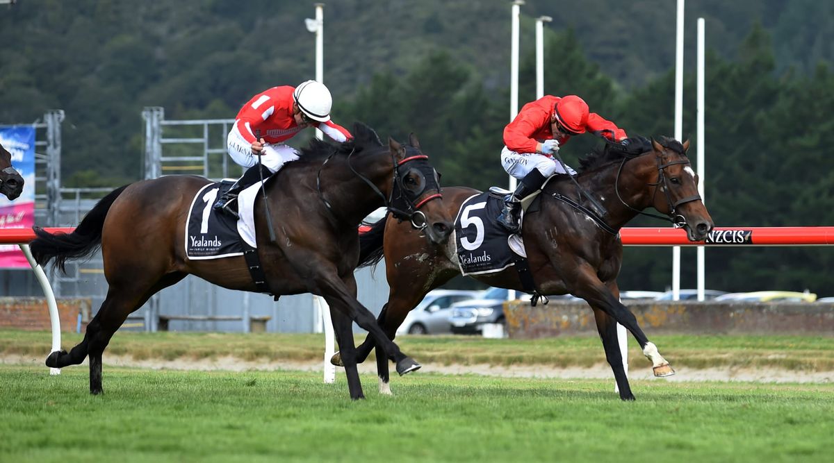 Rogerson flags third Telegraph tilt for Ferrando