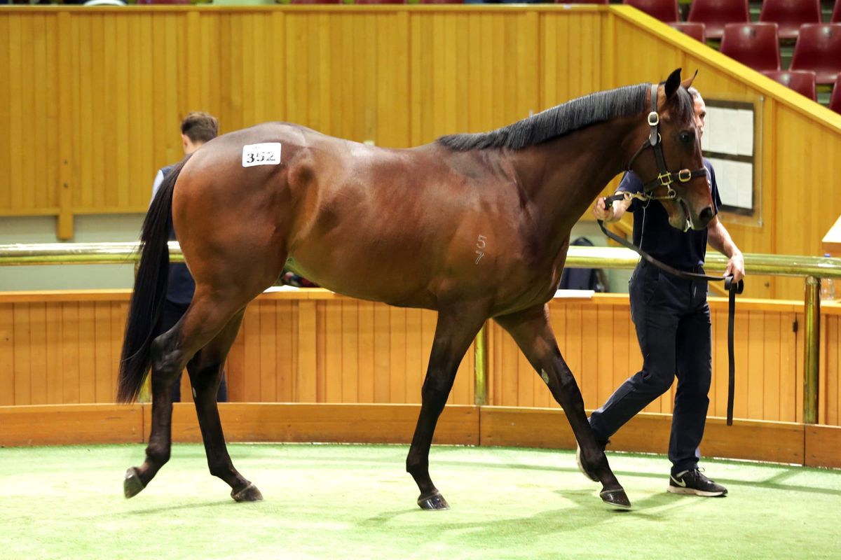 Per Incanto in demand at Karaka