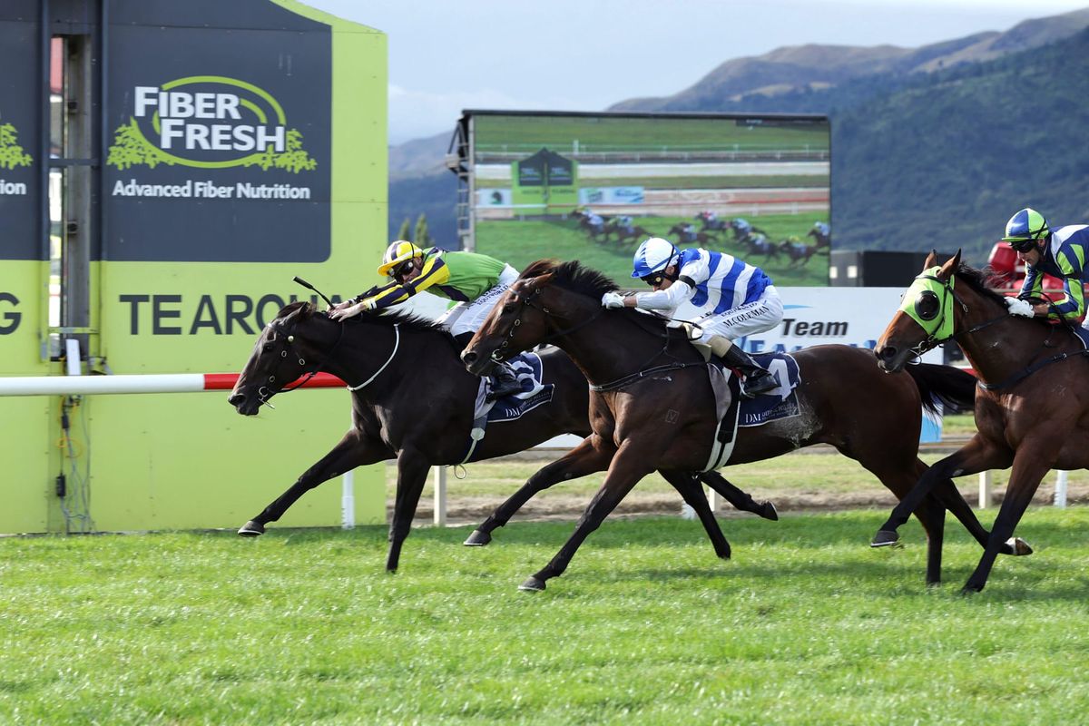 Nicoletta to tackle The Gong