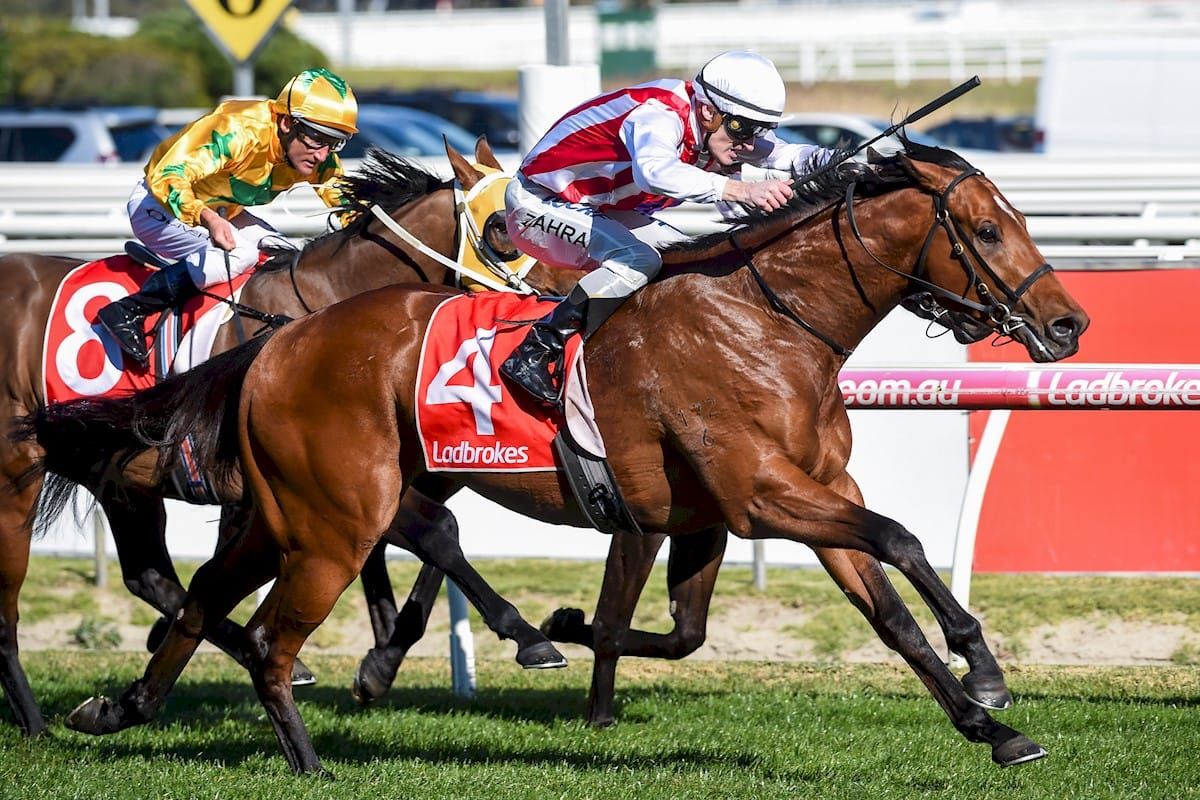 Waikato Stud secures Super Seth
