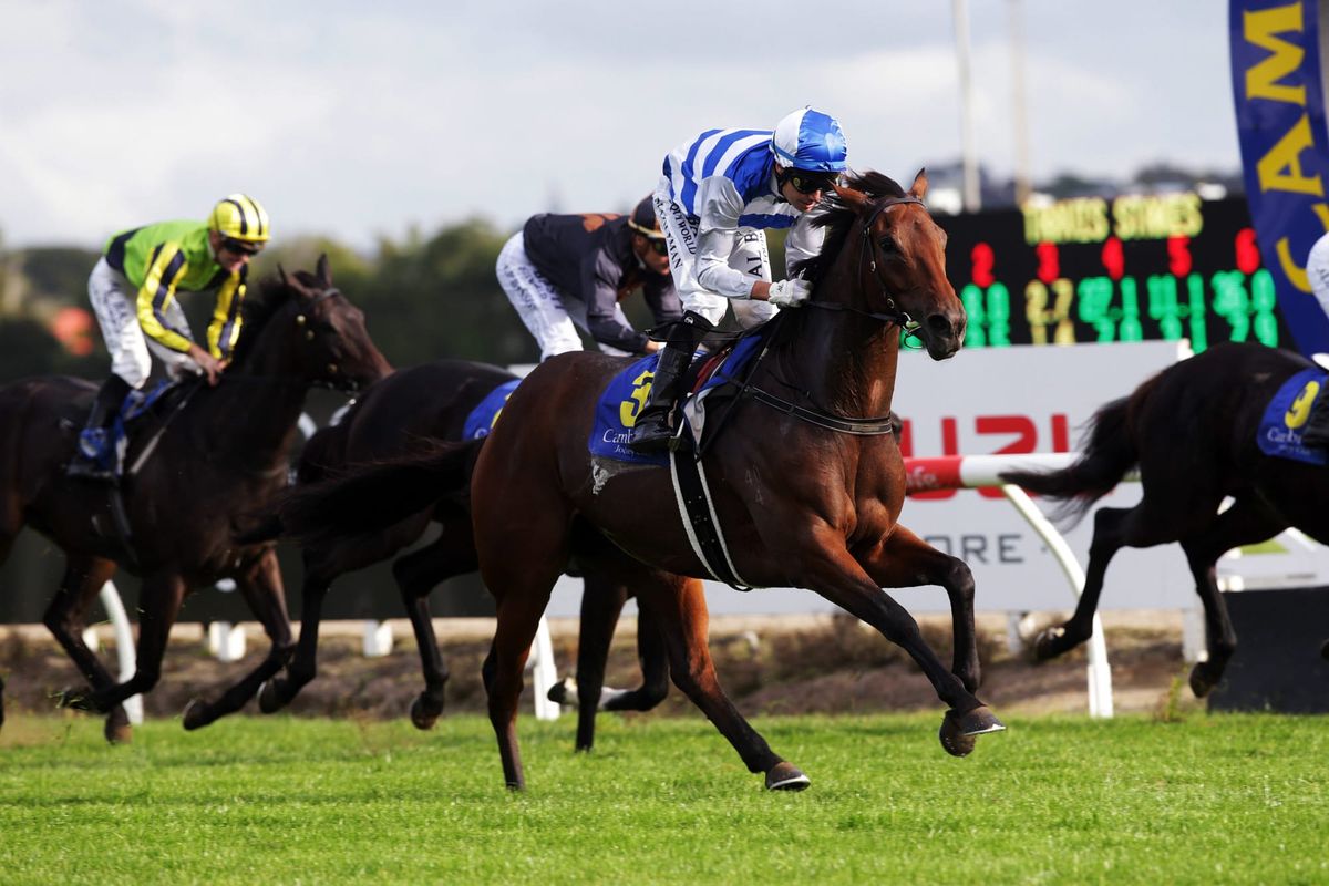 Supera favoured for Tauranga feature