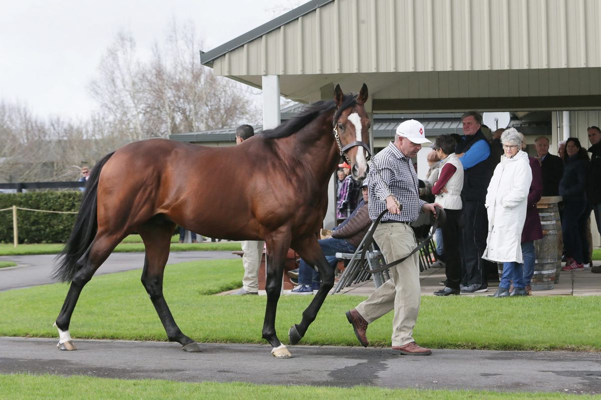 Karaka First Crop Sire - Belardo