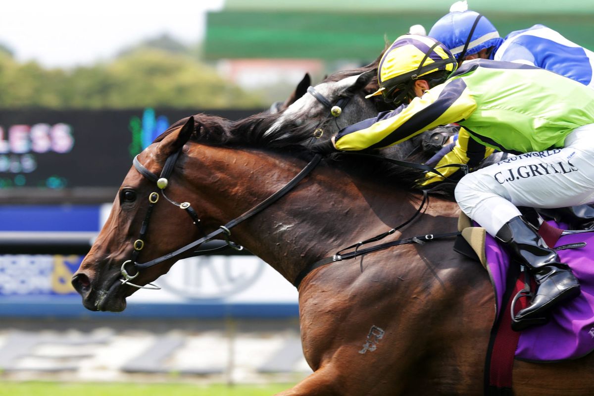 Savabeel filly ready to tackle stakes company