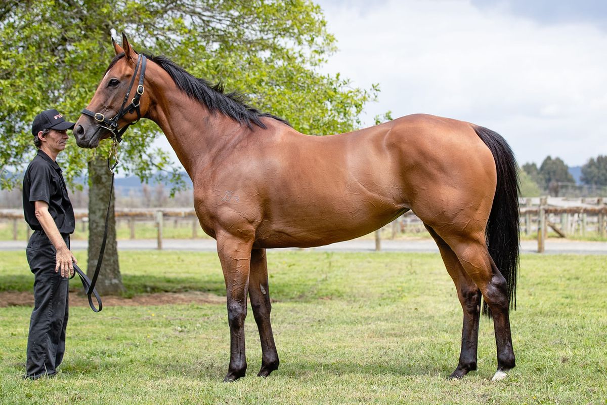 Consensus smashes Australasian online auction record