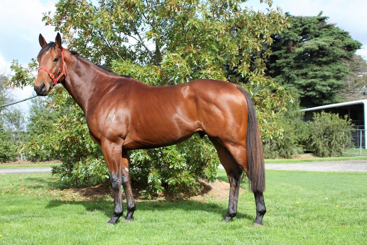 Karaka First Crop Sire - Prince Of Brooklyn