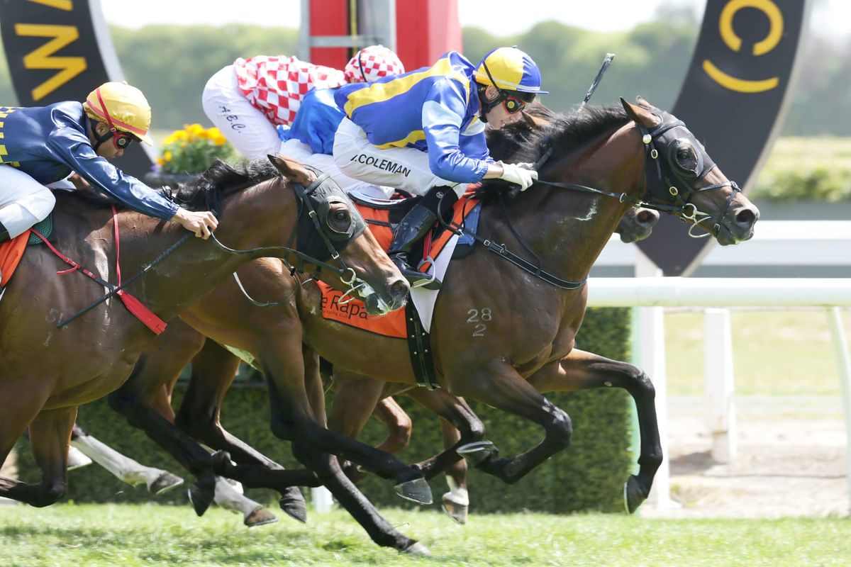 Karaka First Crop Sire - Verdi