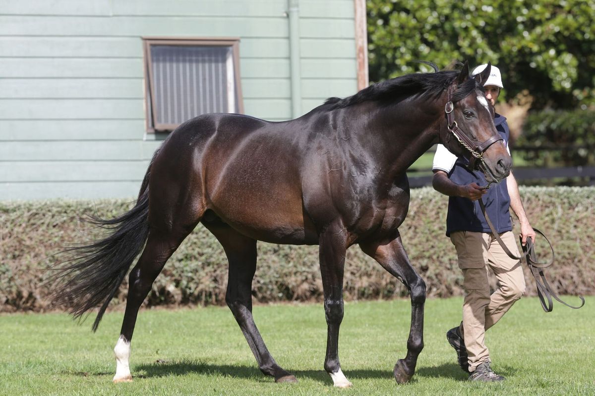 Karaka First Crop Sire - Wrote