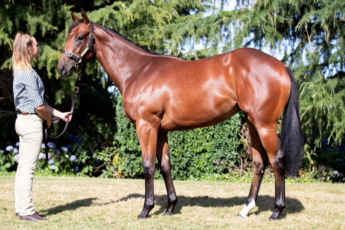 Munnings filly adds international flavour to Sale
