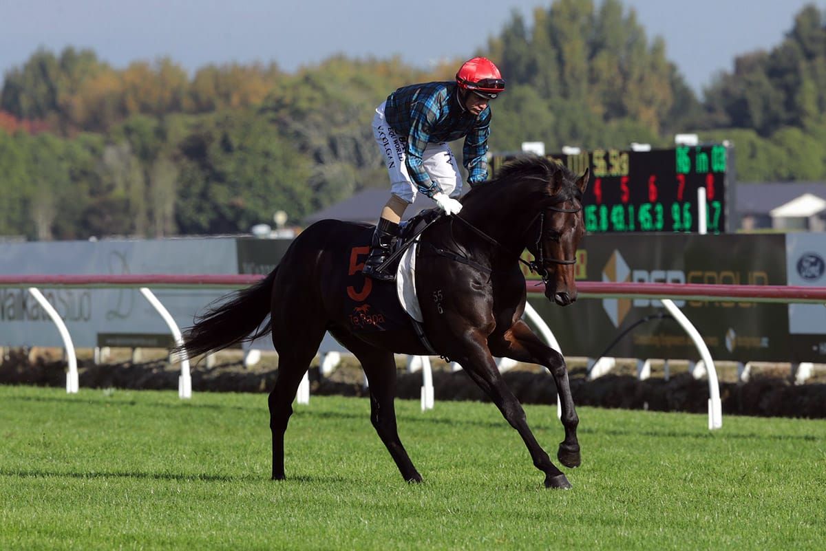 Moroney considers Harlech for Aust spring