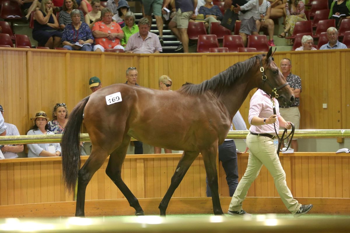 Rich Hill rapt with results for freshman stallion