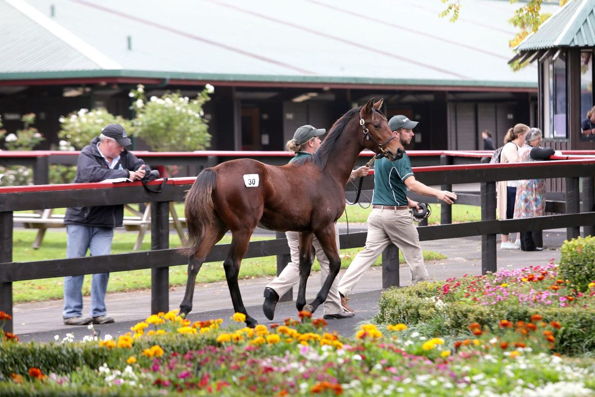 Entries Open for South Island and May Sale