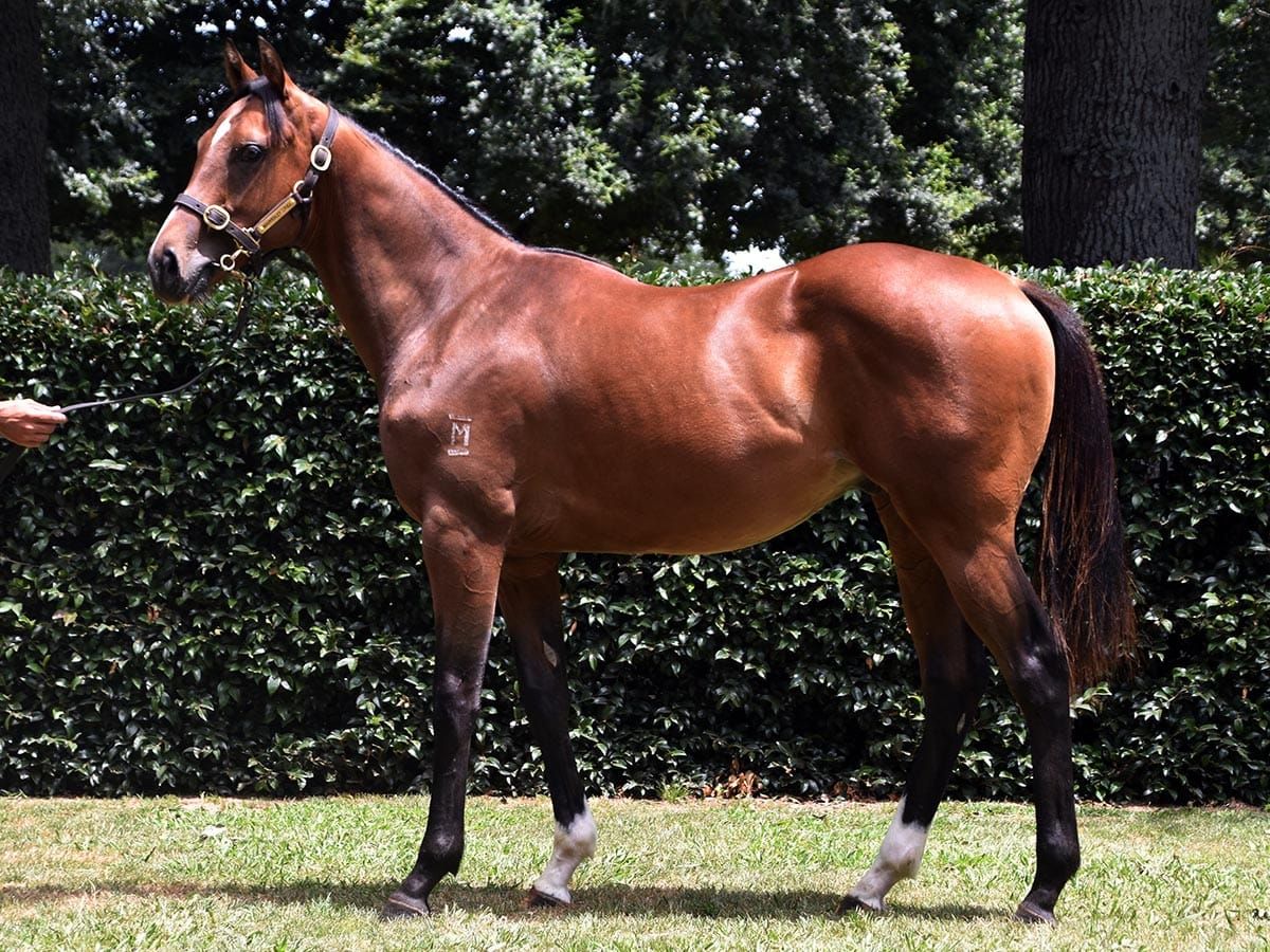 Mapperley Stud boxing well above its weight