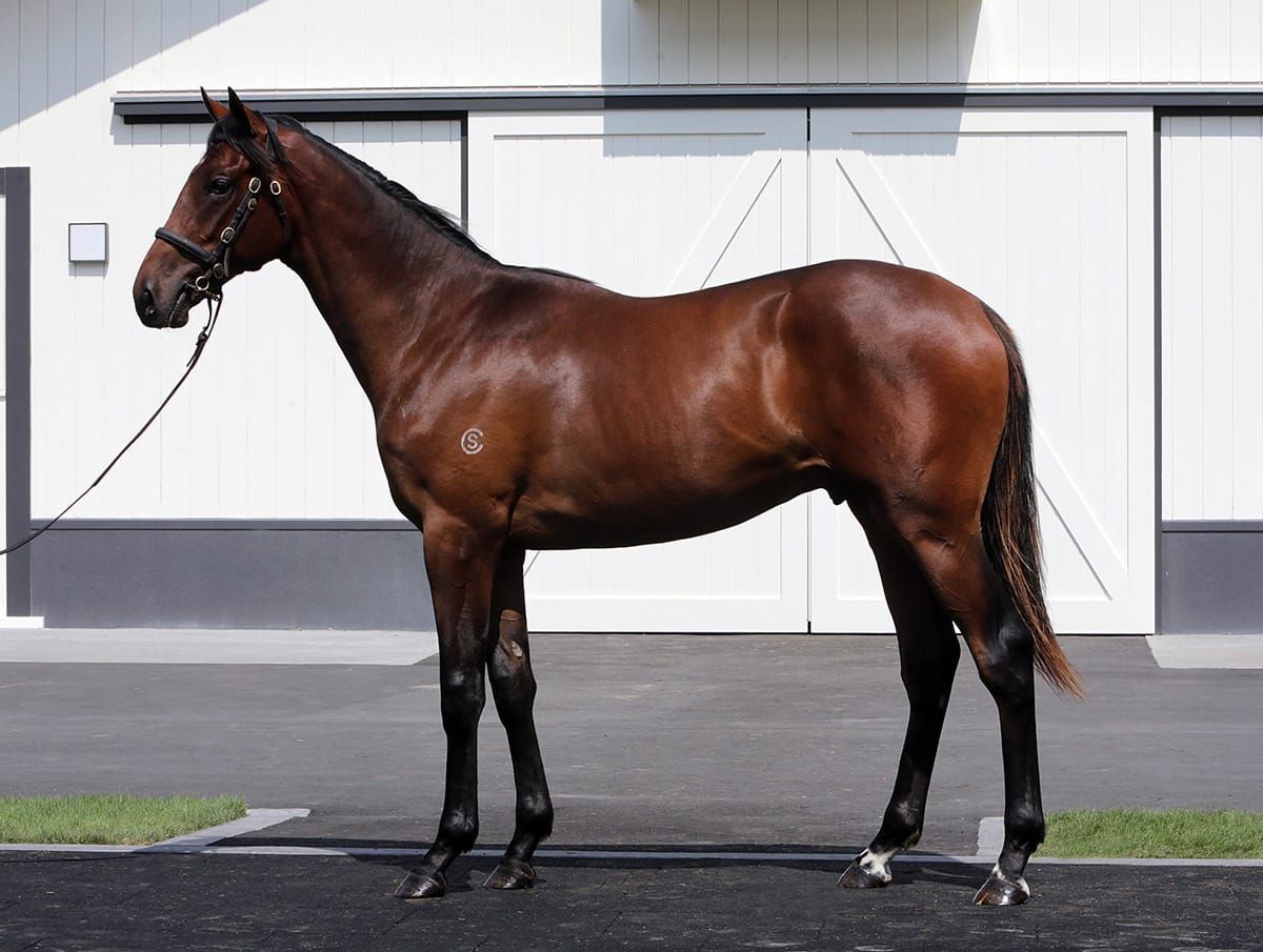 Eras intertwined in Cambridge Stud draft