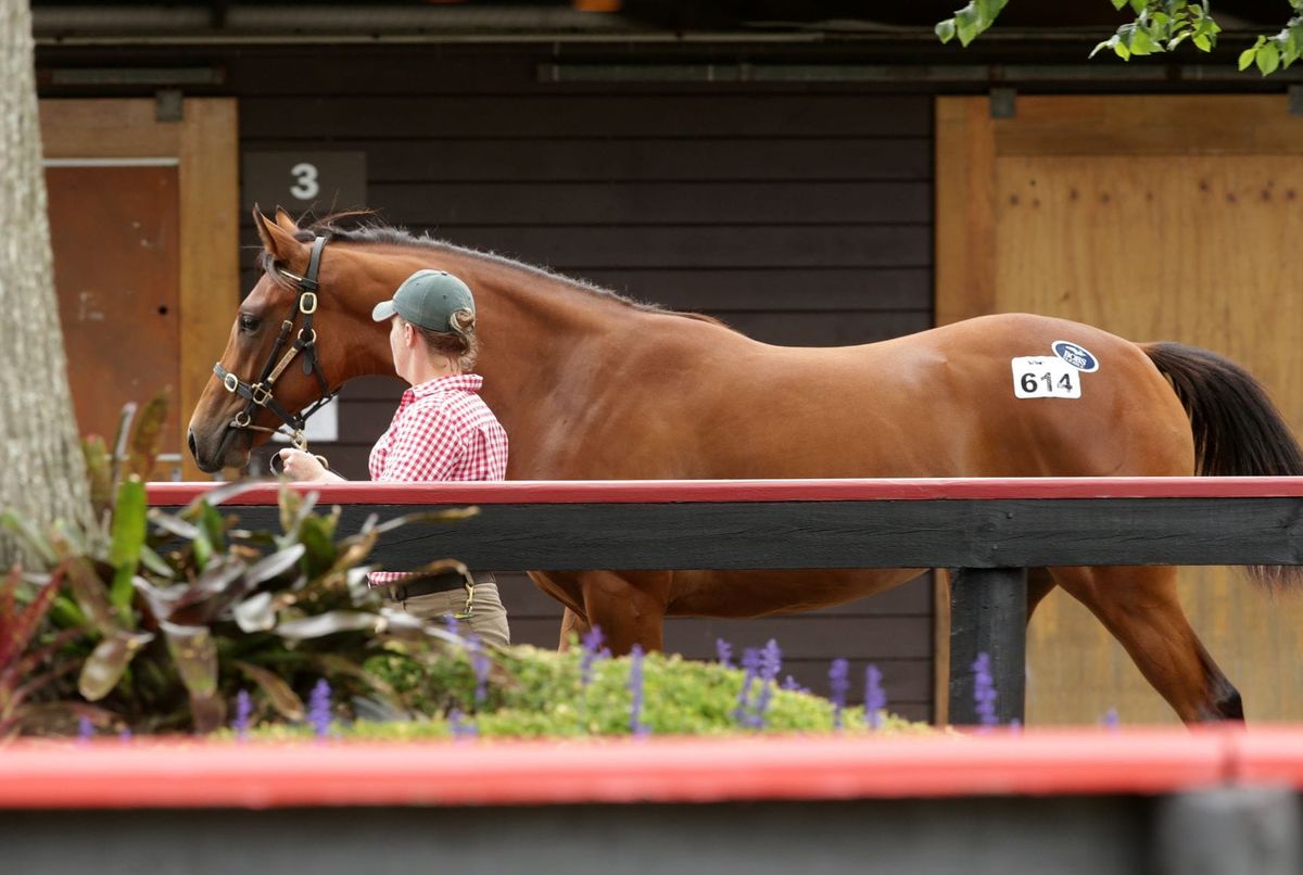Trelawney Stud strong again on Karaka Day Three