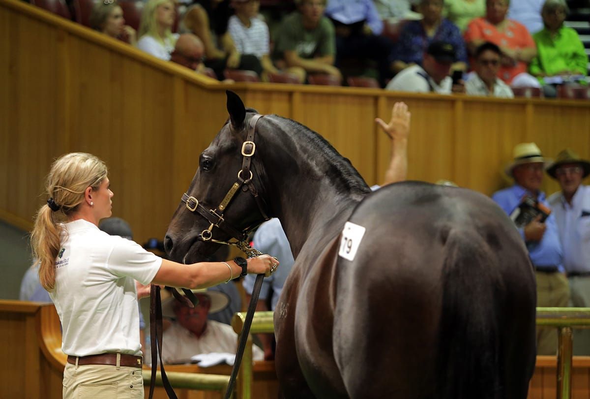 Ellis stretches budget to secure Savabeel colt