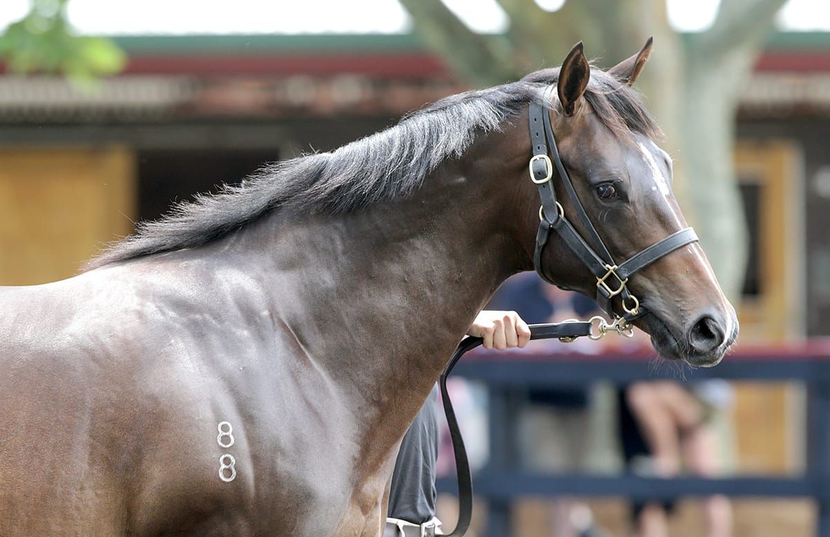 Hickmott active from day one at Karaka