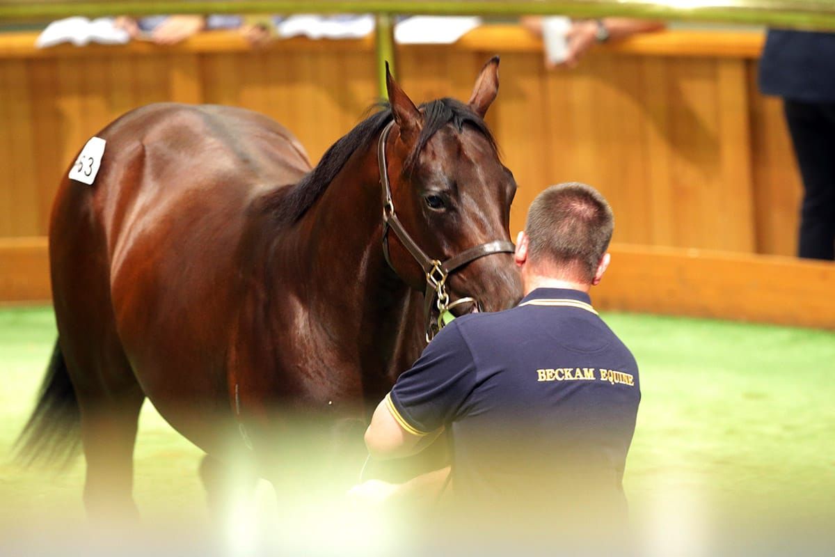 Regular Karaka visitors gain the upper hand on Karaka colt