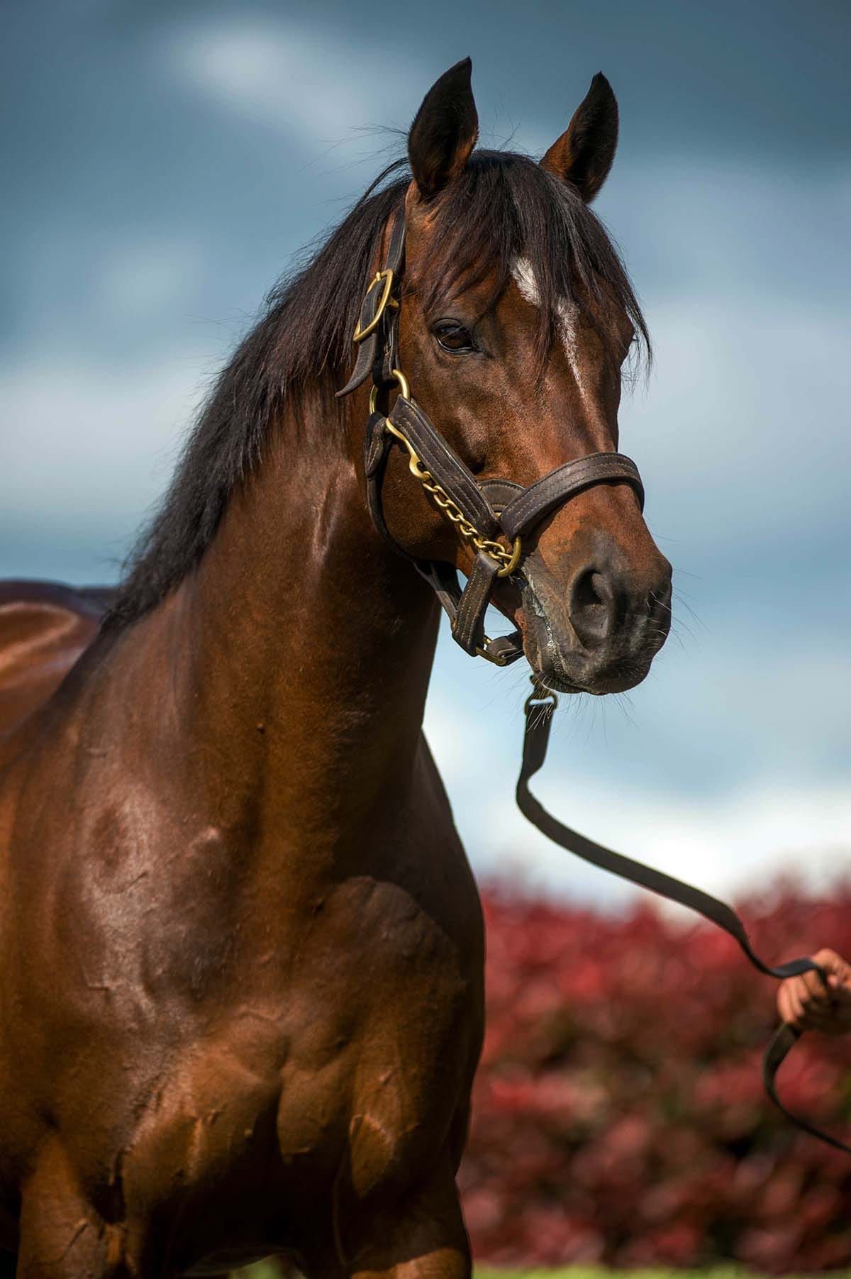 Windsor Park Stud mourn loss of proven sire