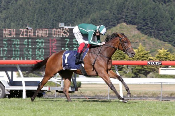 Australian raids off the table for Kiwi horses
