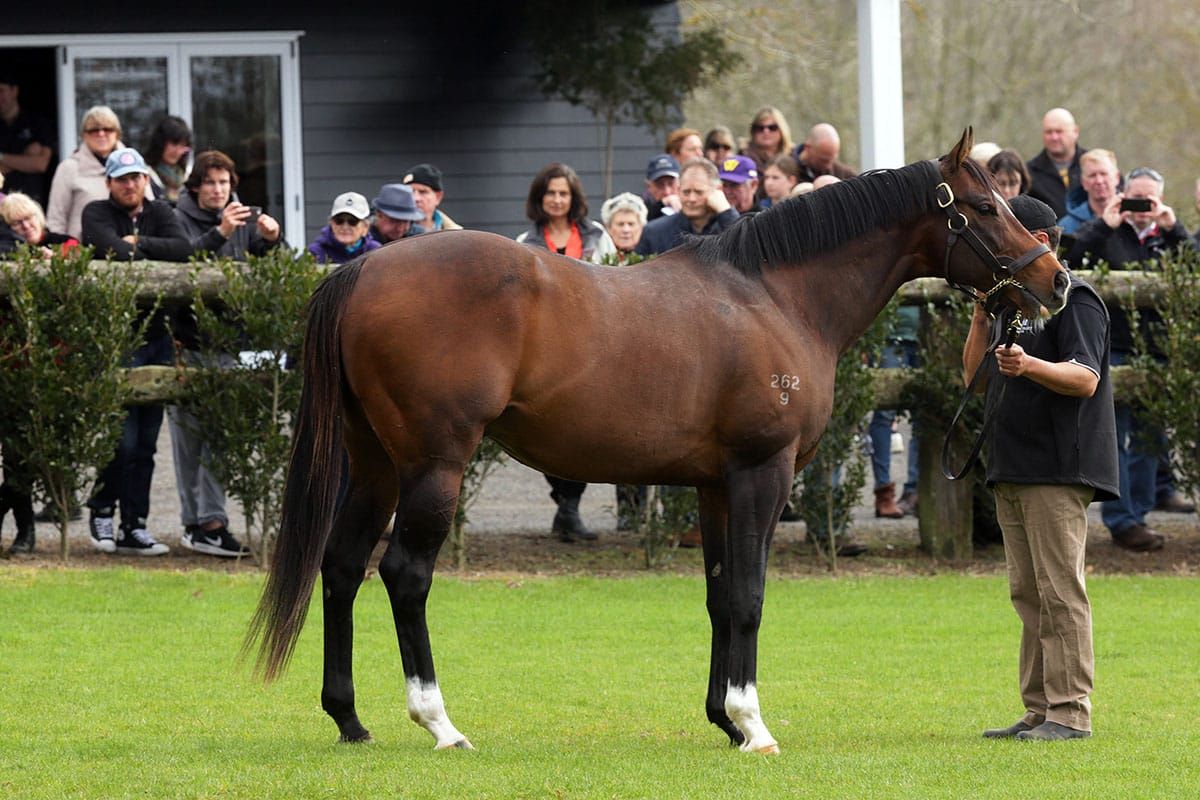 Lion roars for Contributer
