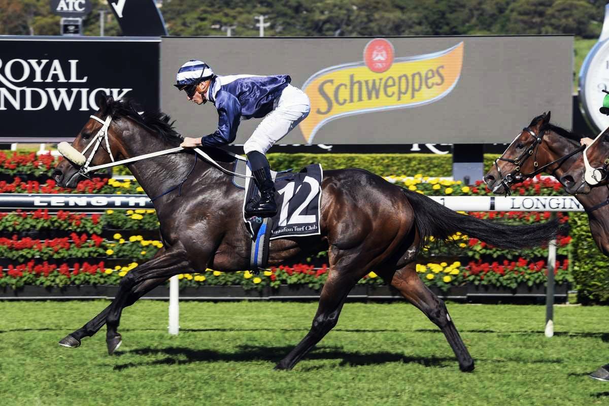 Westbury Stud stallion proving to be reliable