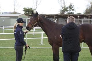 NZB’s South Island Sale to be held on Gavelhouse Plus