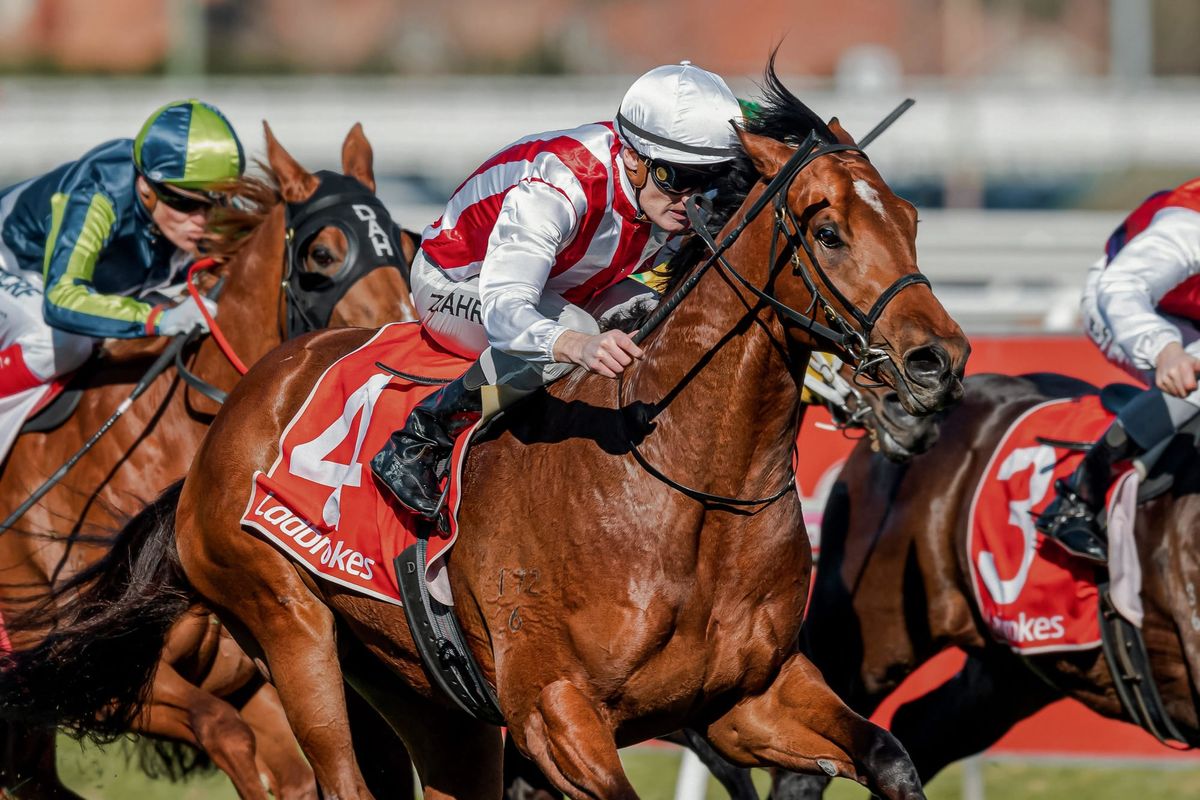 Super Seth retires to Waikato Stud