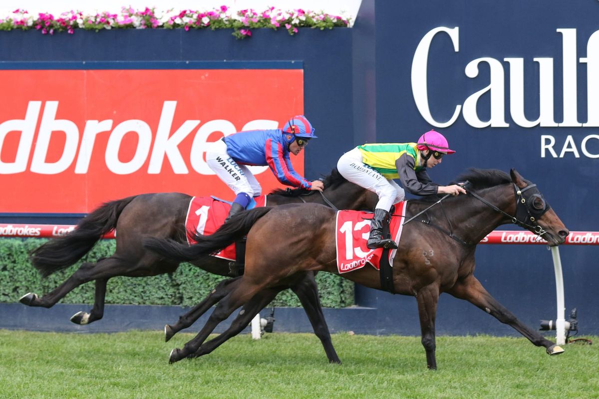 Melbourne Cup realistic target for young Kiwi stayer