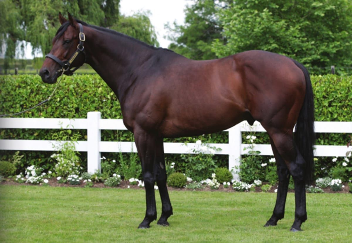 Flying start for Almanzor’s sire