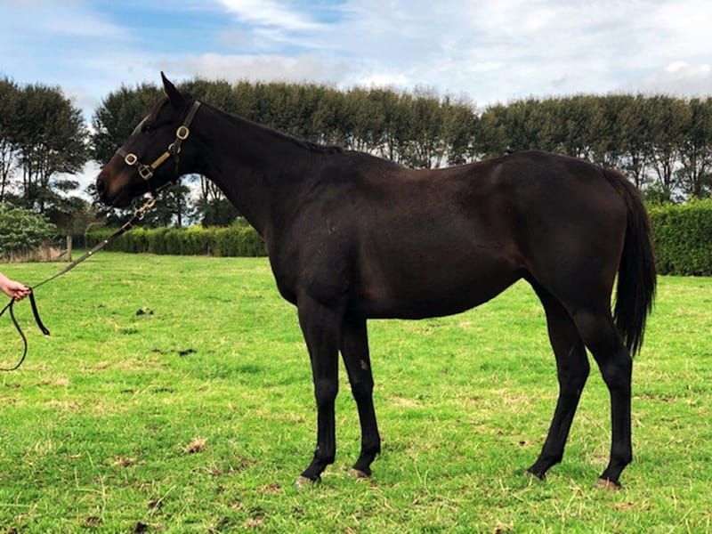 Landrigan lucky with lockdown buy