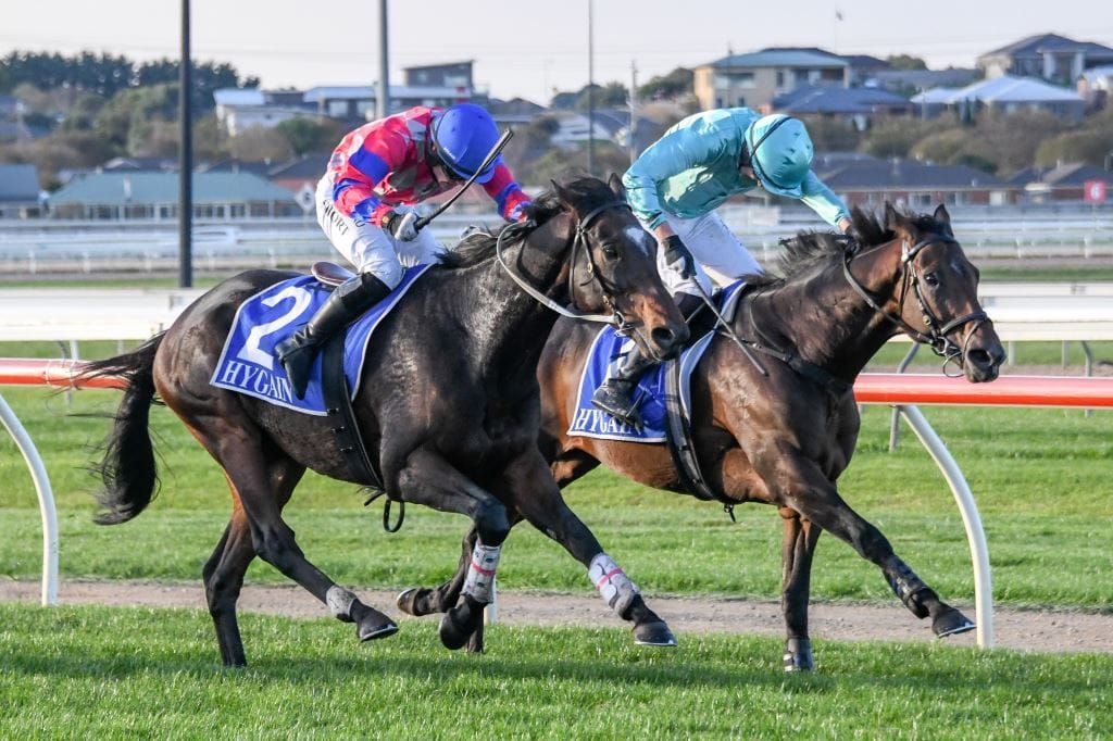 Gobstopper wins Galleywood