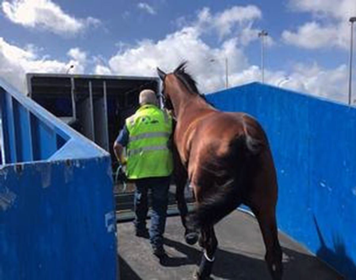 NZB Airfreight on Track to Resume Flights
