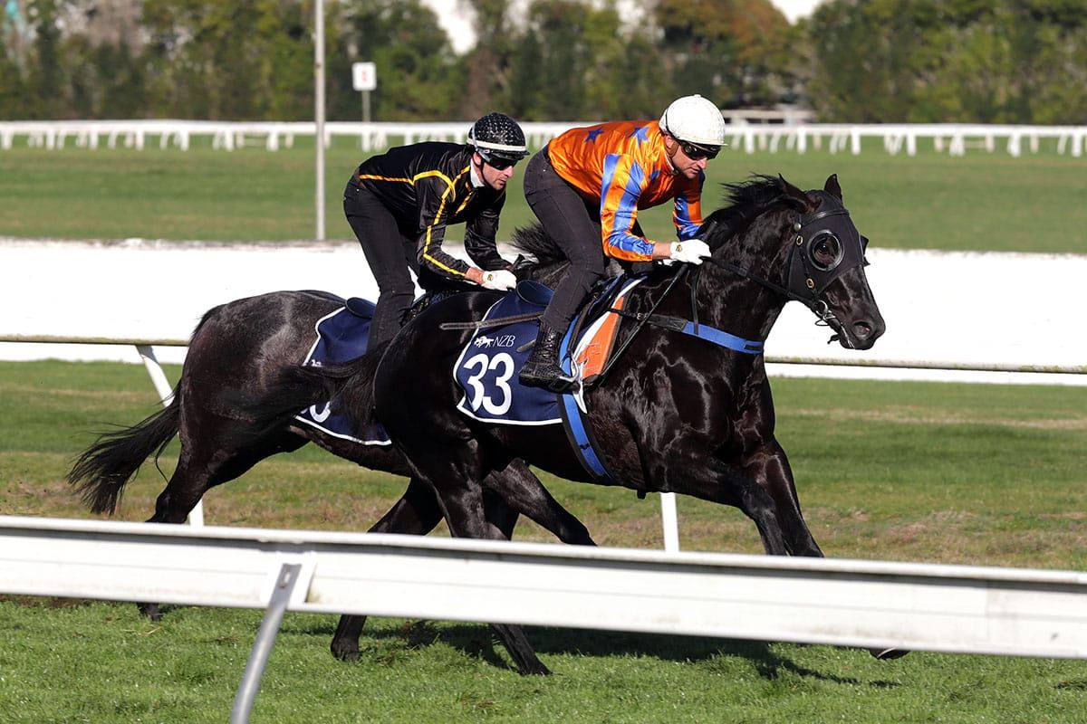 No Limits for classy colt